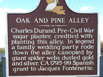 Oak and Pine Alley