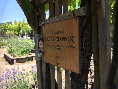 Laura Ciapponi