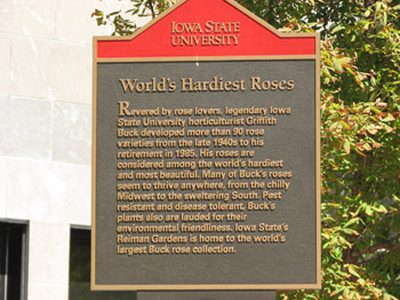 World's Hardiest Roses