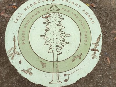 Tall Redwoods Straight Ahead