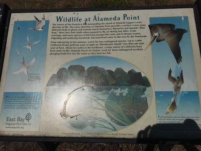 Wildlife at Alameda Point
