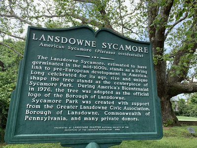 The Lansdowne Sycamore
