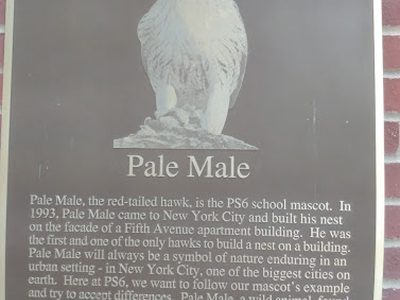 Pale Male