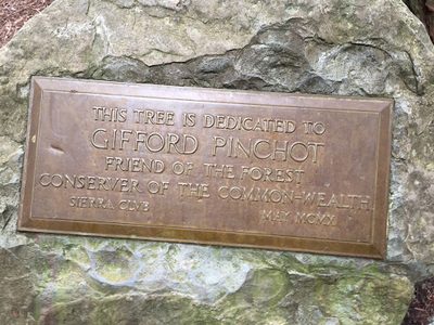 Gifford Pinchot, Muir Woods