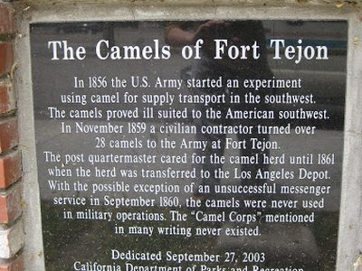 The Camels of Fort Tejon