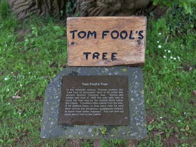 Tom Fool's Tree, Garden, Muncaster Castle, Cumbria