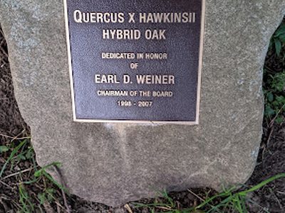 Quercus x Hawkinsii Hybrid Oak