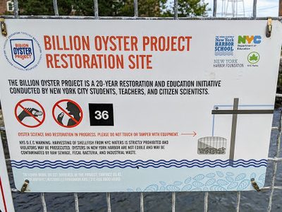 Billion Oyster Project Restoration Site