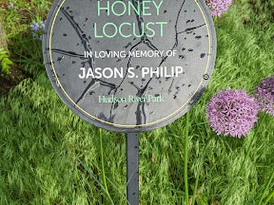 Honey Locust