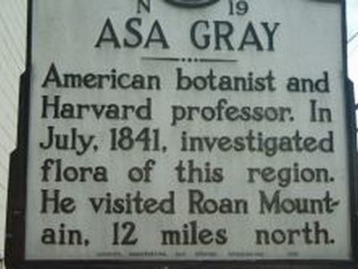 ASA GRAY