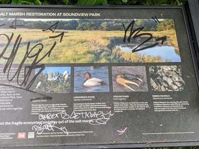 Salt Marsh Restoration at Soundview Park