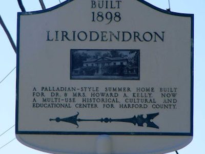 Liriodendron