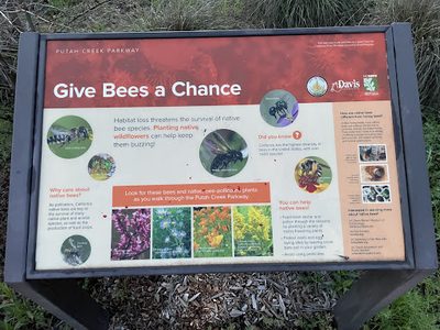 Give Bees a Chance