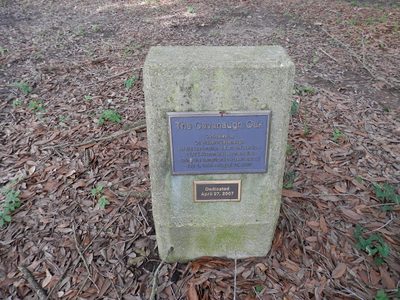 The Cavanaugh Oak