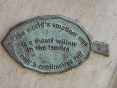 The World's Smallest Tree