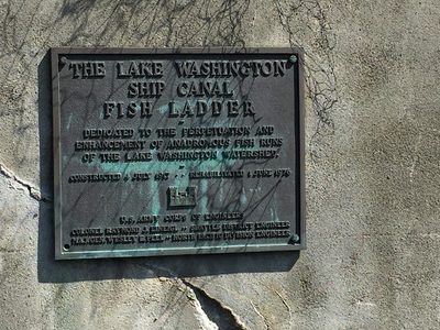The Lake Washington Ship Canal Fish Ladder