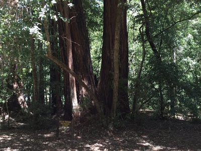 Ella Brown Redwood Grove
