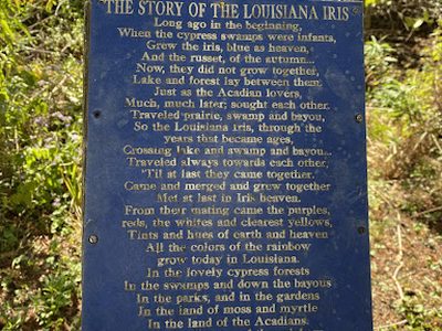 The Story of the Louisiana Iris