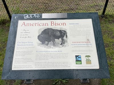 American Bison