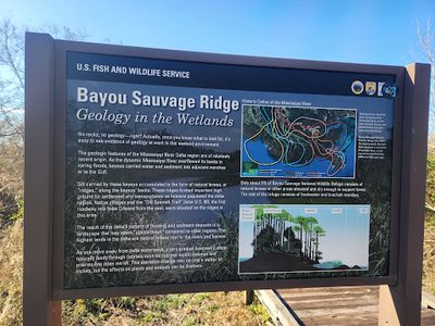 Bayou Sauvage Ridge - Geology In The Wetands