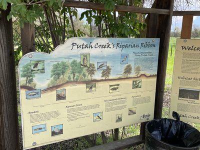 Putah Creek's Riparian Ribbon