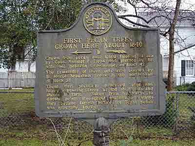 First Pecan Trees Grown Here About 1840