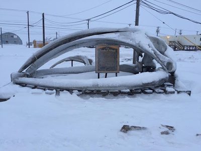 The Bowhead Whale