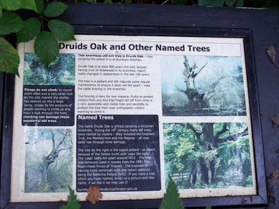 The Druid's Oak