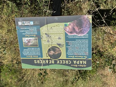 Napa Creek Beavers