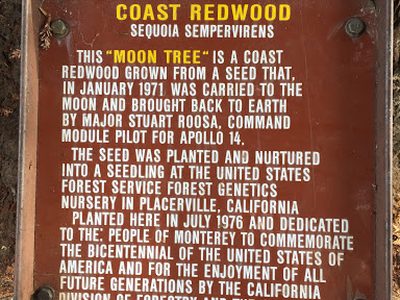 Moon Tree