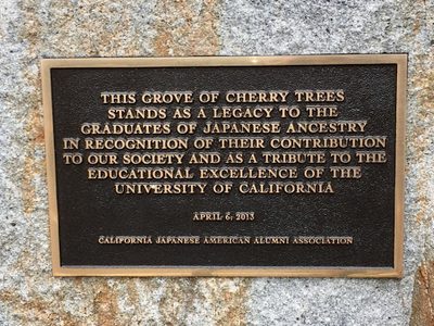 Cal Cherry Tree Grove