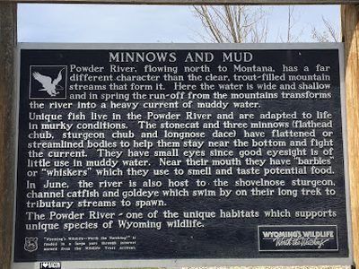 Minnows and Mud