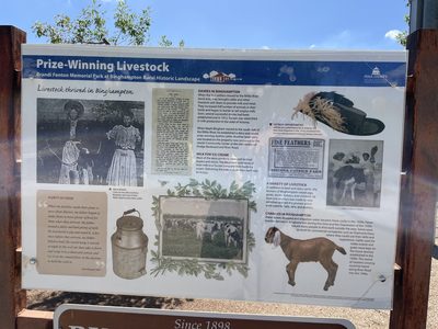 Prize-Winning Livestock