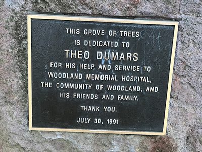 This Grove of Trees