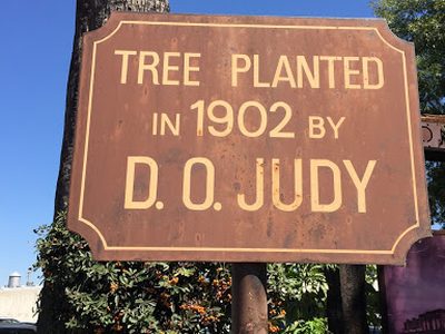 Tree Planted in 1902 by D. O. Judy