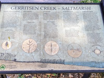 Gerritsen Creek - Saltmarsh