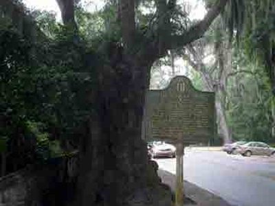 The Wesley Oak