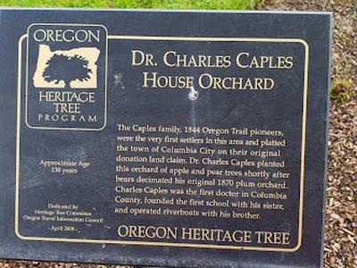 Dr Charles Caples House Orchard