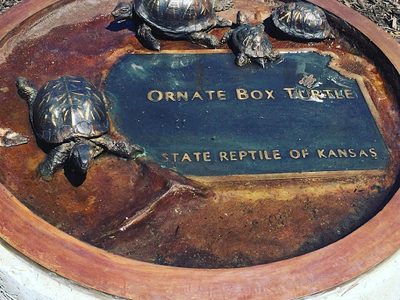 Ornate Box Turtle