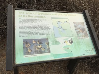 The Loss of Wetlands