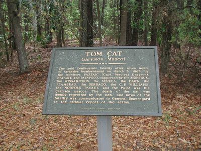 Tom Cat