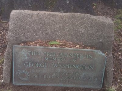 This Tree Planted in Memory of George Washington