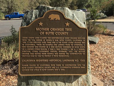Mother Orange Tree of Butte County