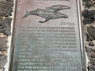 The Humpback Whale