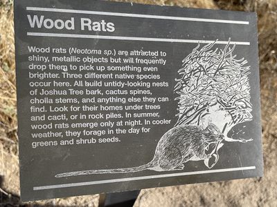 Wood Rats