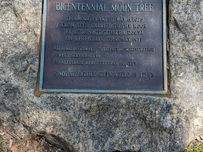 Bicentennial Moon Tree
