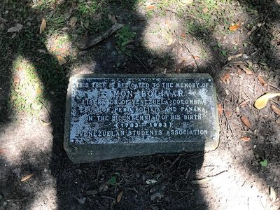 Simon Bolivar Oak