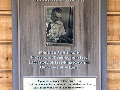 Edmund Schulman Memorial Grove