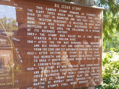 Big Cedar Stump