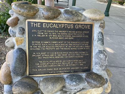 The Eucalyptus Grove